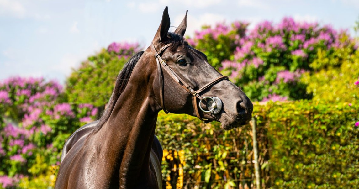 Horse Checker